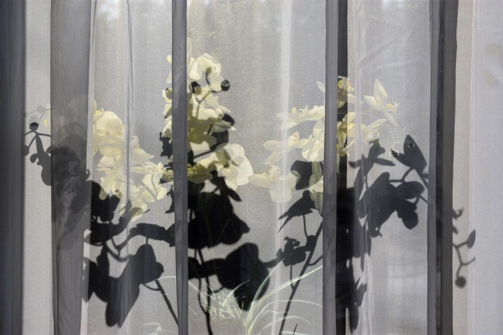 flower, flowers, spring, nature, flower background, beauty, plants, beautiful flowers, floral, girl, love, beautiful, garden, flower wallpaper, colorful, curtain, window, pane